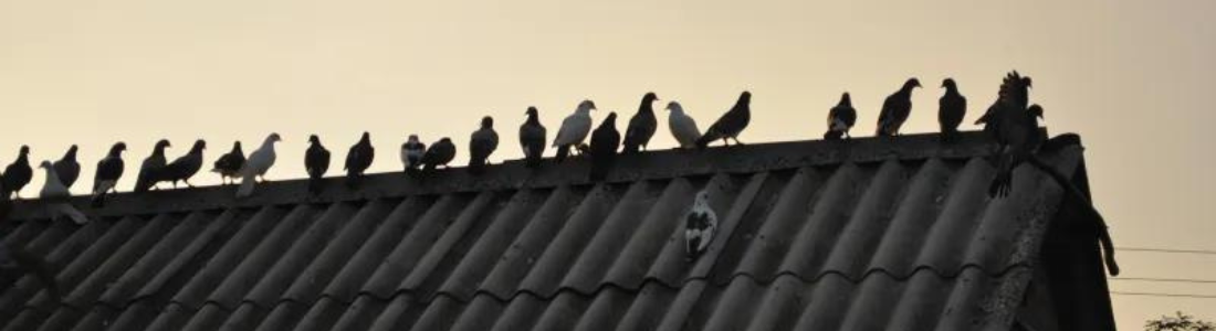 Pombos em Baixo de Placa solar 24 HORAS
